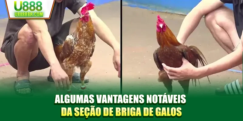 Um ponto forte do Luta De Galos U888 é a diversidade de apostas atualizadas continuamente.
