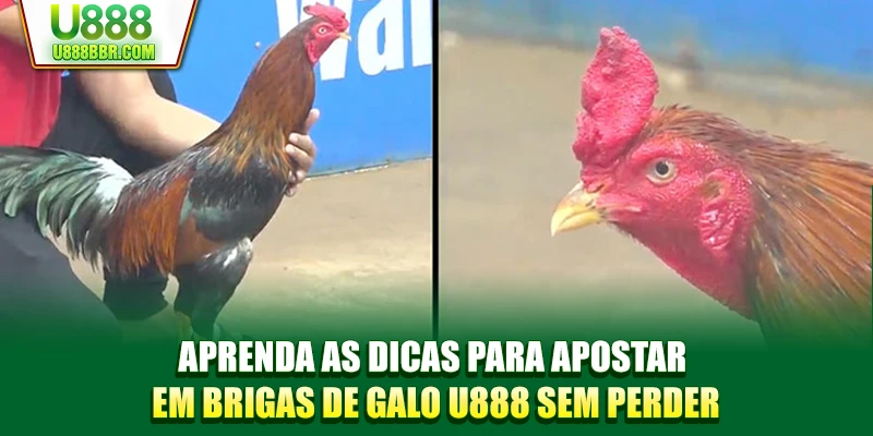 Aprenda as dicas para apostar em brigas de galo U888 sem perder