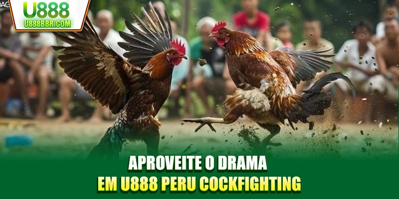 Aproveite o drama em U888 Peru Cockfighting