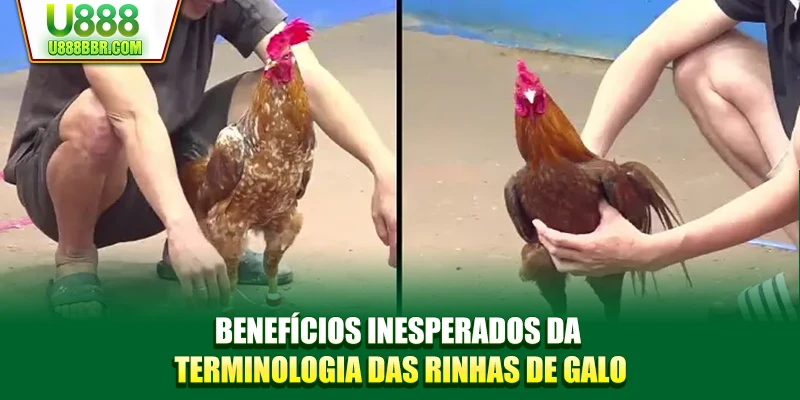 Benefícios inesperados da terminologia das rinhas de galo