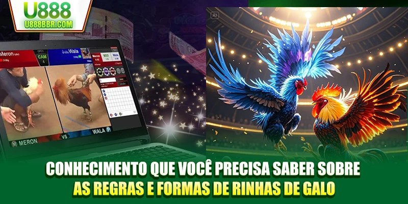 Conhecimento que você precisa saber sobre as regras e formas de rinhas de galo