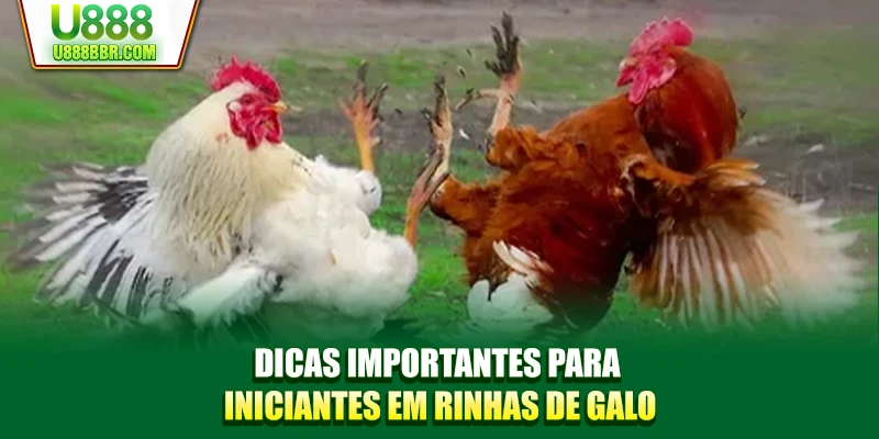 Dicas importantes para iniciantes em rinhas de galo