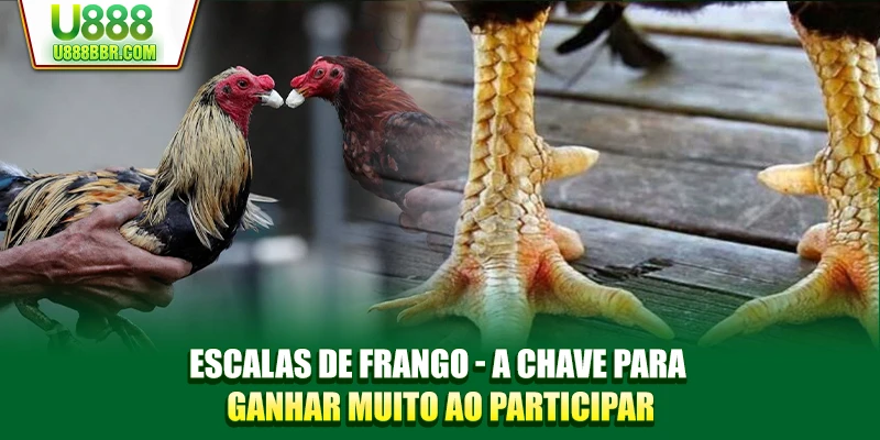 Escalas de Frango - A Chave para Ganhar Muito ao Participar