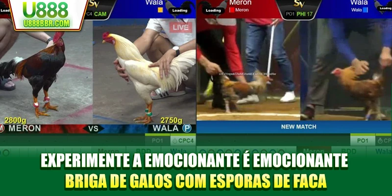 Experimente a emocionante é emocionante briga de galos com esporas de faca