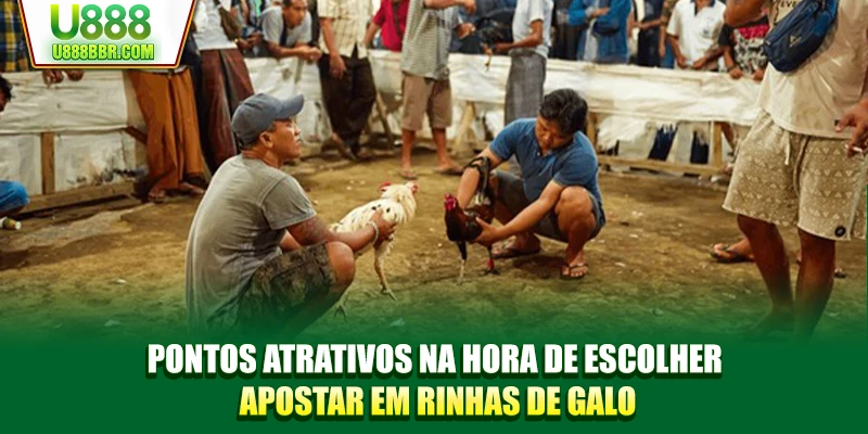 Pontos atrativos na hora de escolher apostar em rinhas de galo