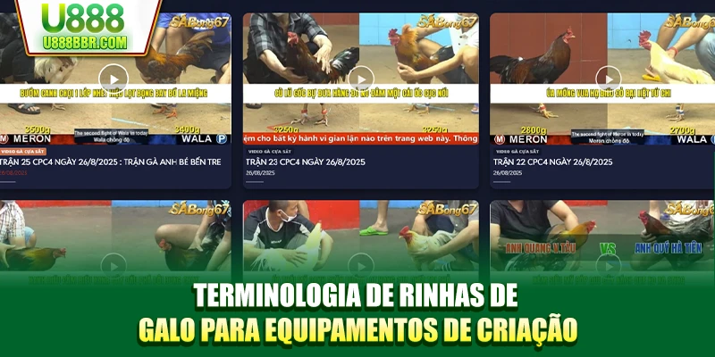 Terminologia de rinhas de galo para equipamentos de criação