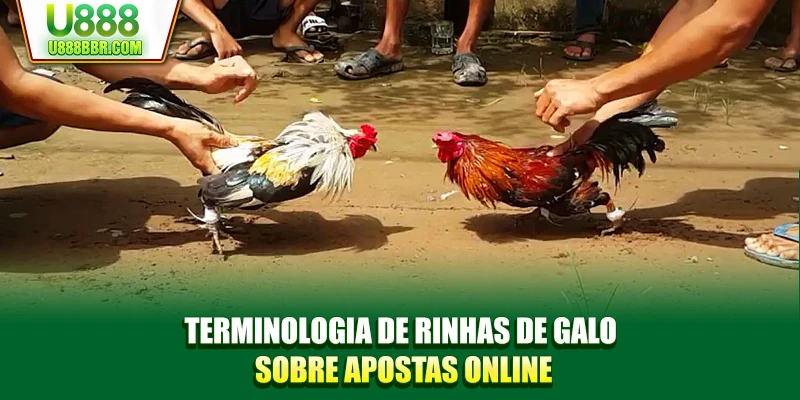 Terminologia de rinhas de galo sobre apostas online